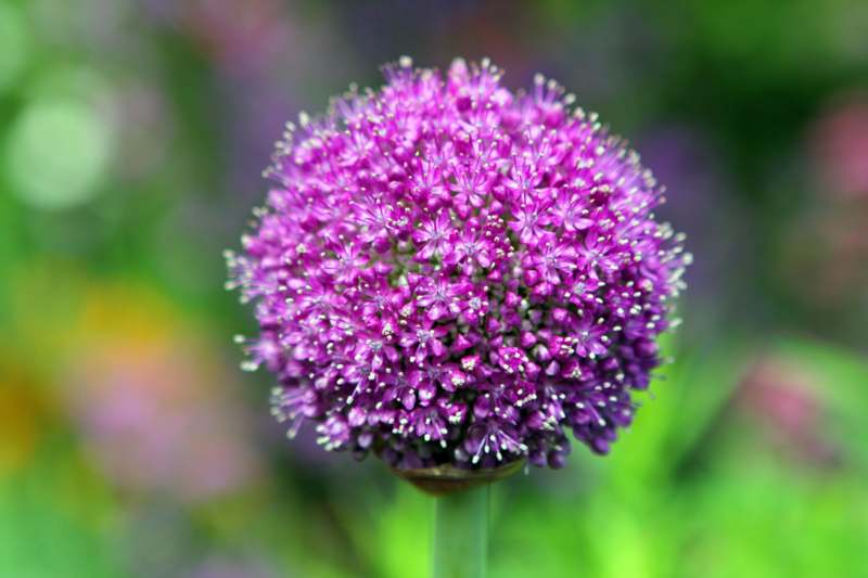 a purple flower with white dots