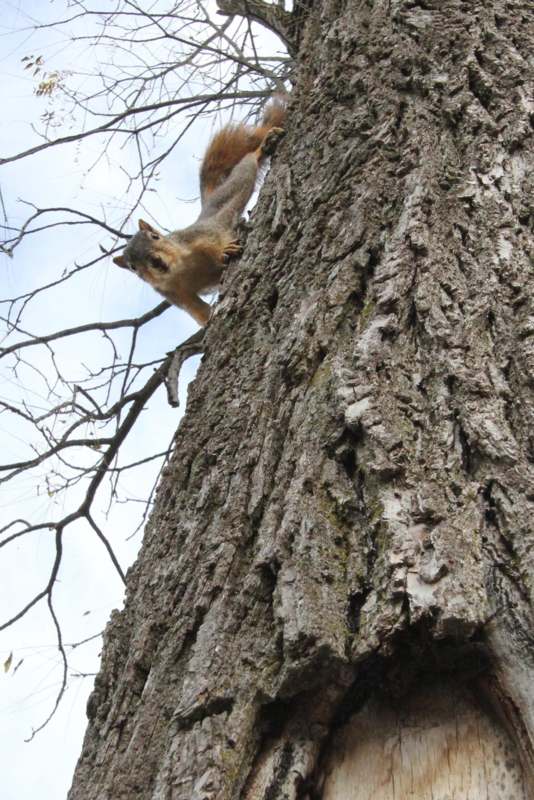 a squirrel climbing a tree