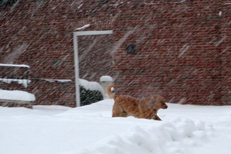 a dog in the snow