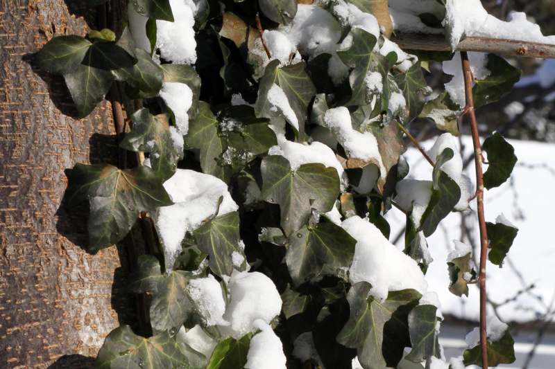 a close-up of snow on ivy leaves