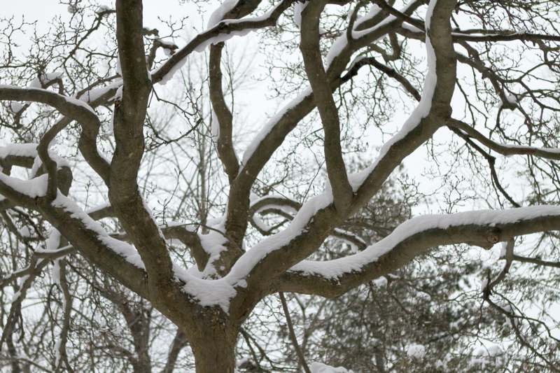 a tree with snow on it