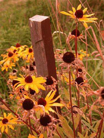 a close-up of yellow flowers