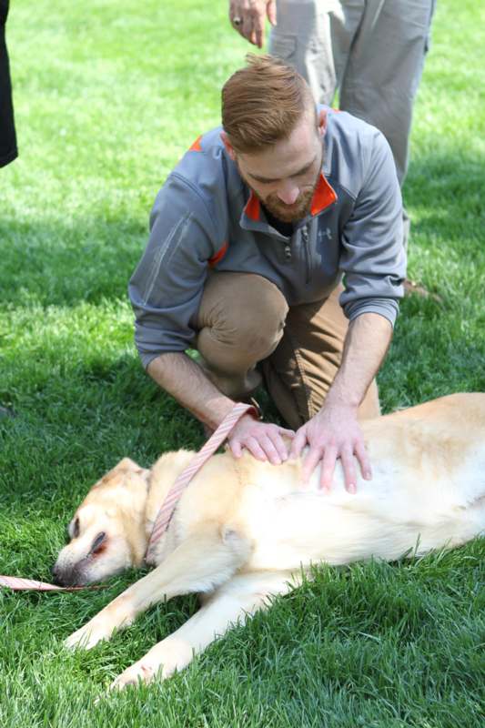 a man petting a dog lying on grass