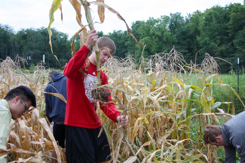 a boy holding a plant in a corn field