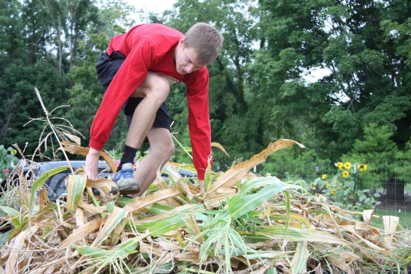 a man in a red shirt and black shorts picking up corn stalks