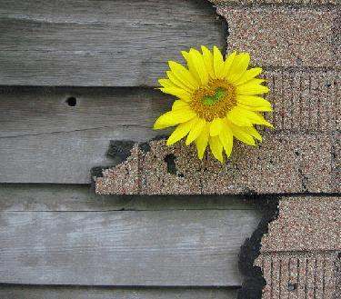 a sunflower on a shingle roof