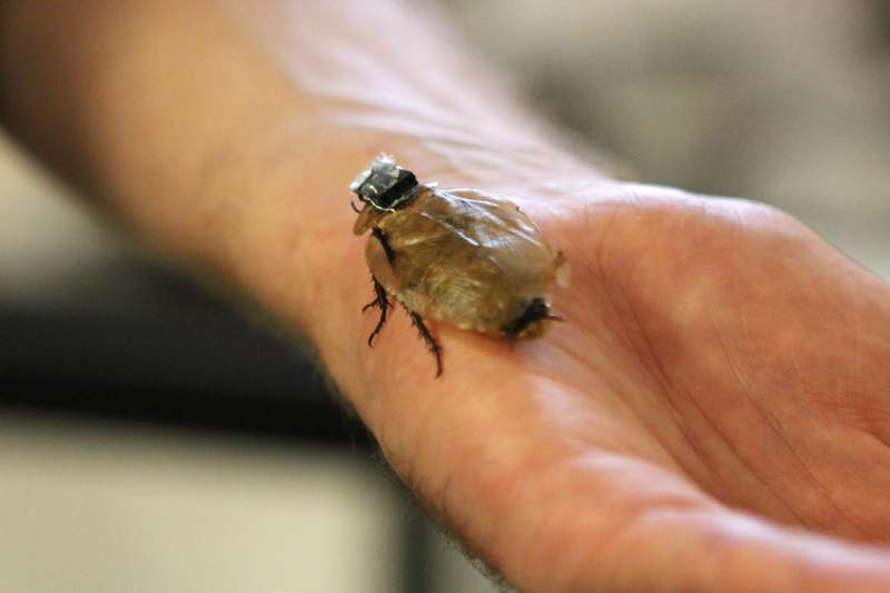 a bug on a person's hand