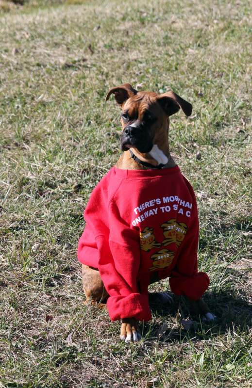 a dog wearing a red sweater
