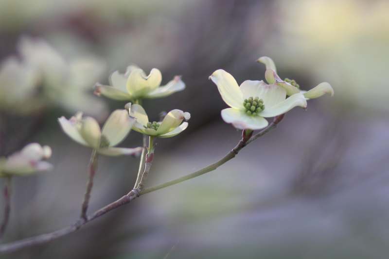 a close up of flowers on a branch