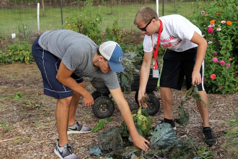 a group of men picking up cabbages