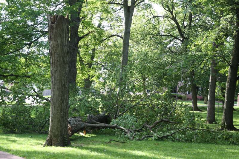a tree fallen over in a park