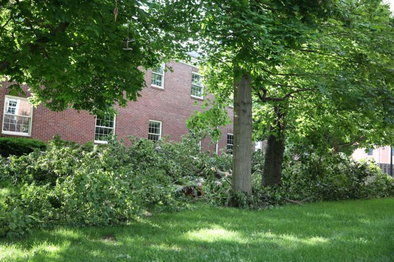a tree with fallen branches in front of a brick building