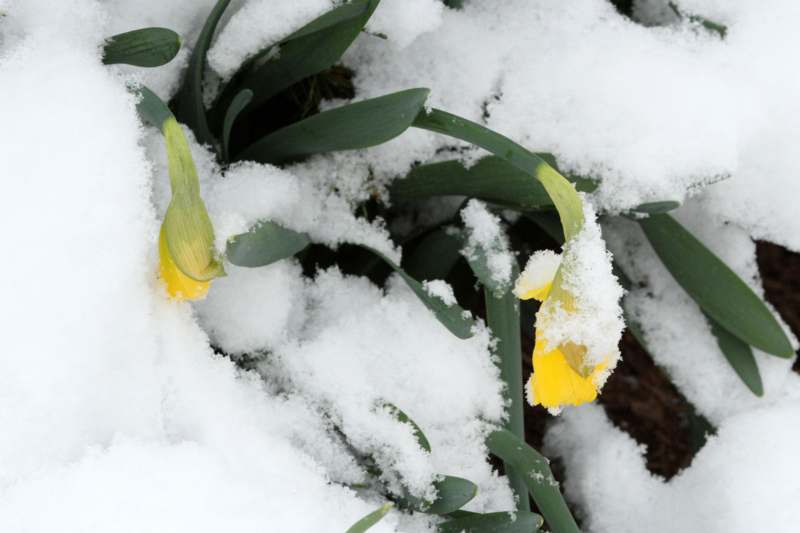 a yellow flower in the snow