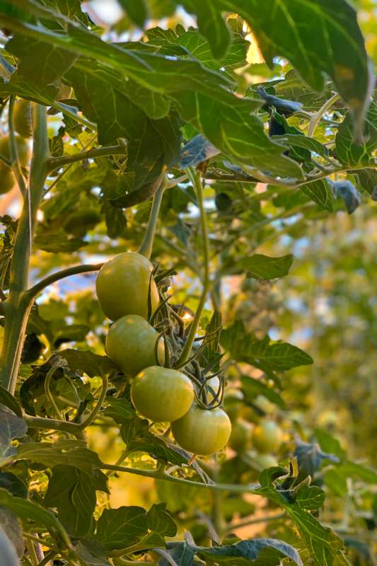 a group of green tomatoes on a plant