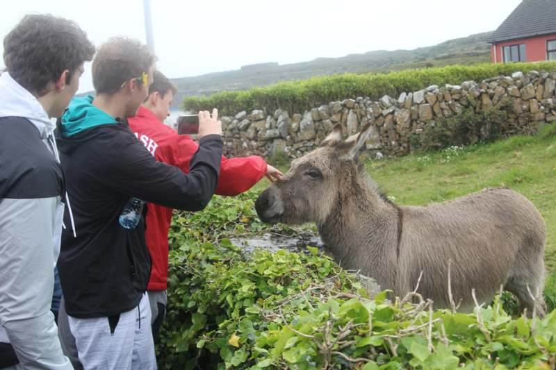 a man taking a picture of a donkey