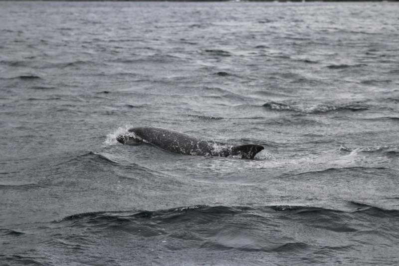 a whale swimming in the water
