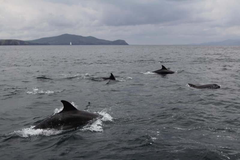 a group of dolphins swimming in the water