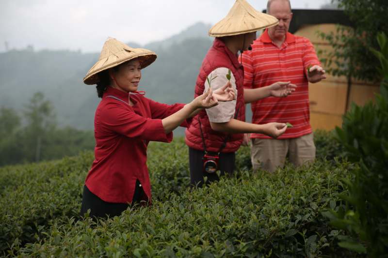 a group of people in a field of tea