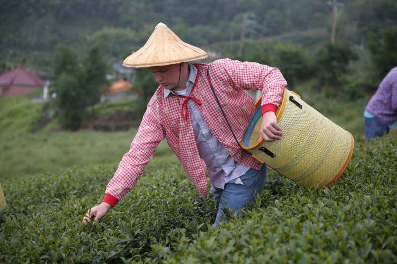 a man in a hat picking tea leaves
