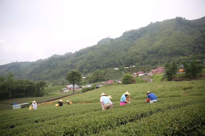 a group of people working on a tea plantation