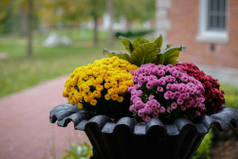 a group of flowers in a pot