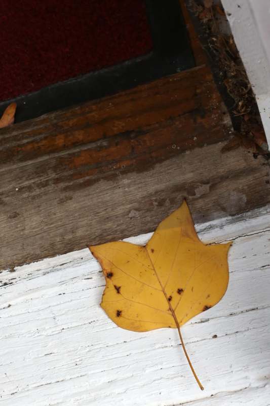 a yellow leaf on a wood surface