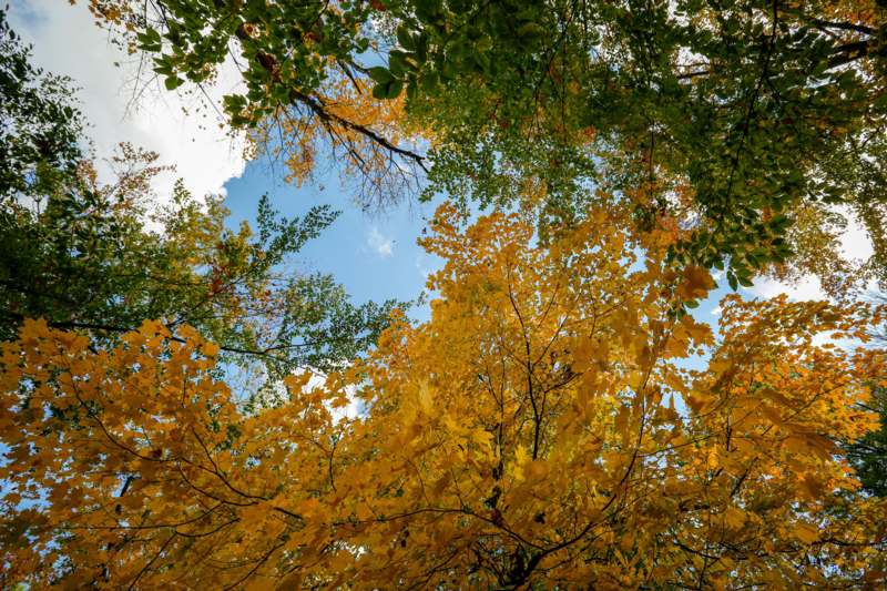 looking up view of trees with yellow leaves