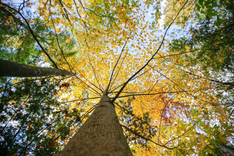looking up a tree with yellow leaves