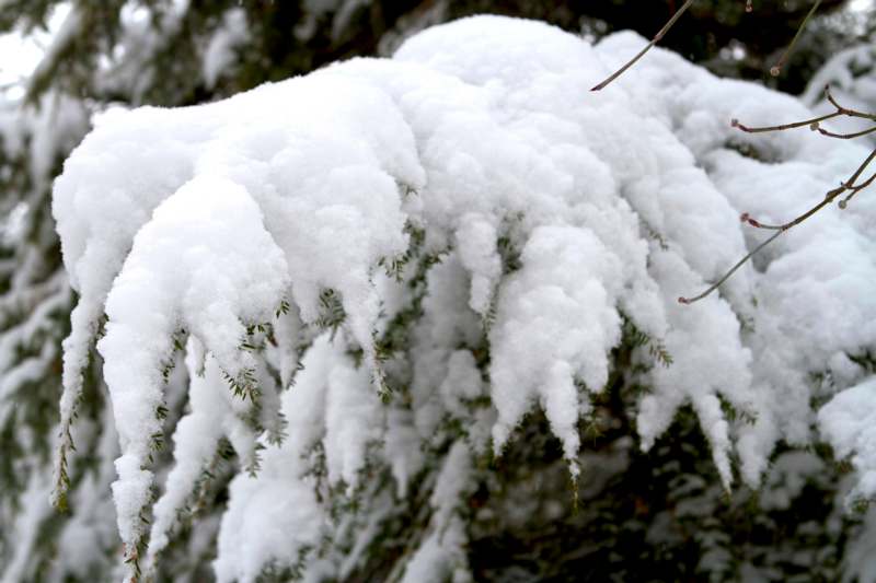 snow on a tree branch