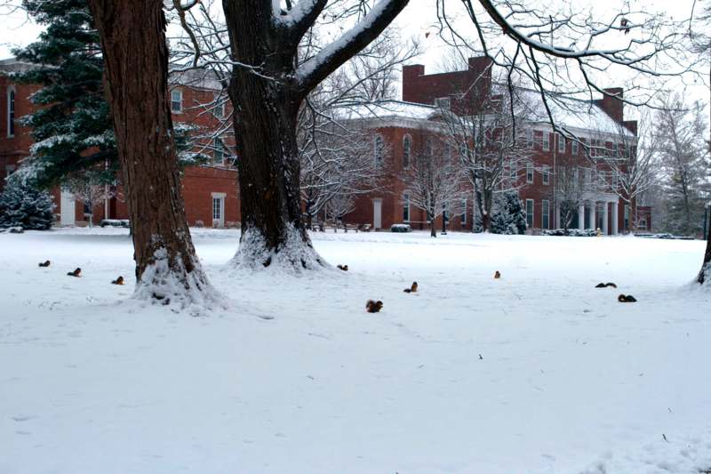 a group of squirrels in a snowy yard