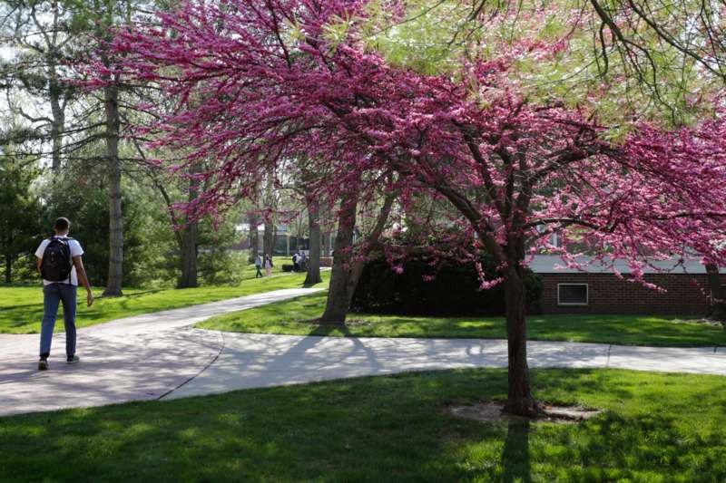 a tree with pink flowers on it