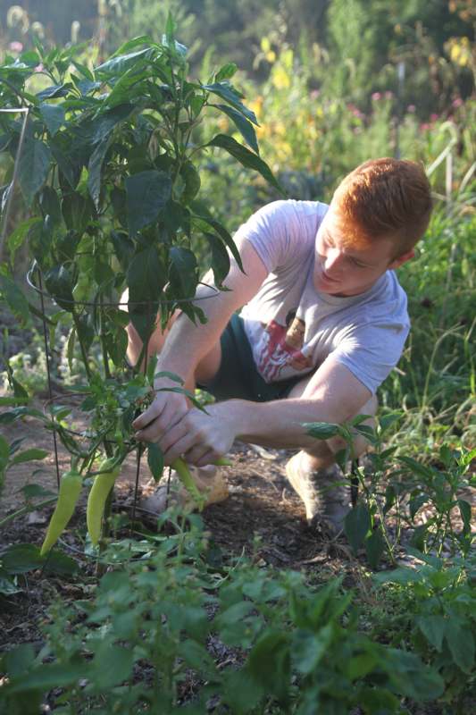 a man picking peppers from a plant