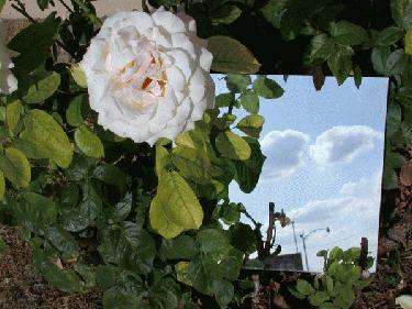 a white rose on a bush