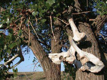 animal bones on a tree