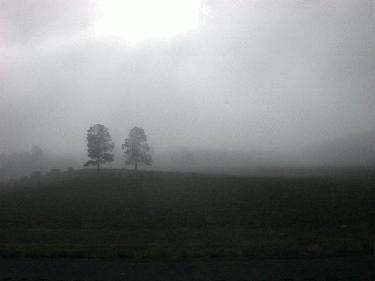 a foggy landscape with trees