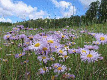 a field of purple flowers