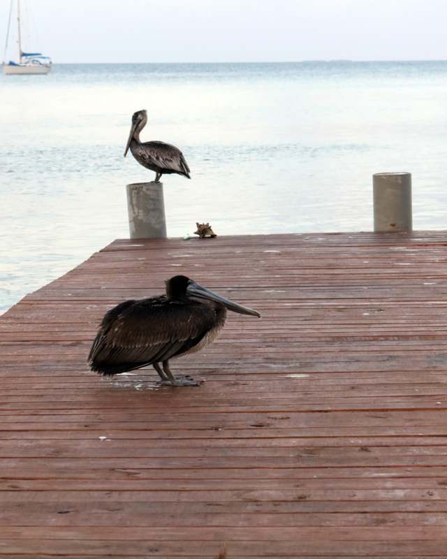 a couple of pelicans on a dock