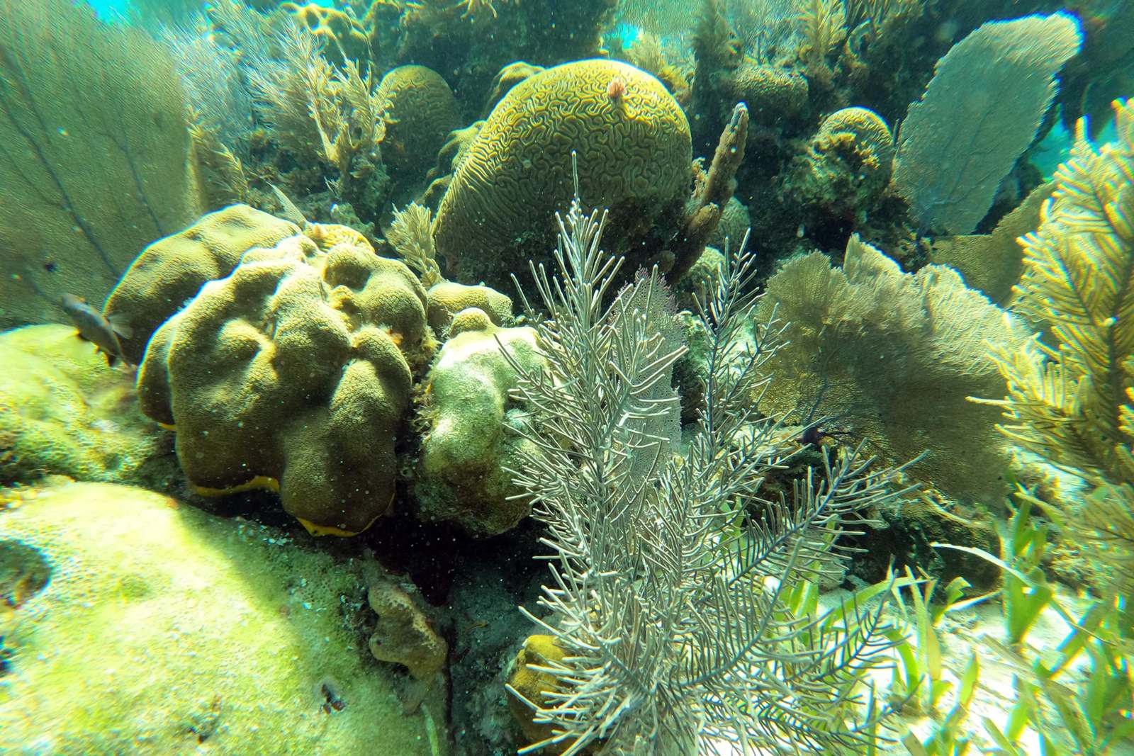 coral plants and corals in the water