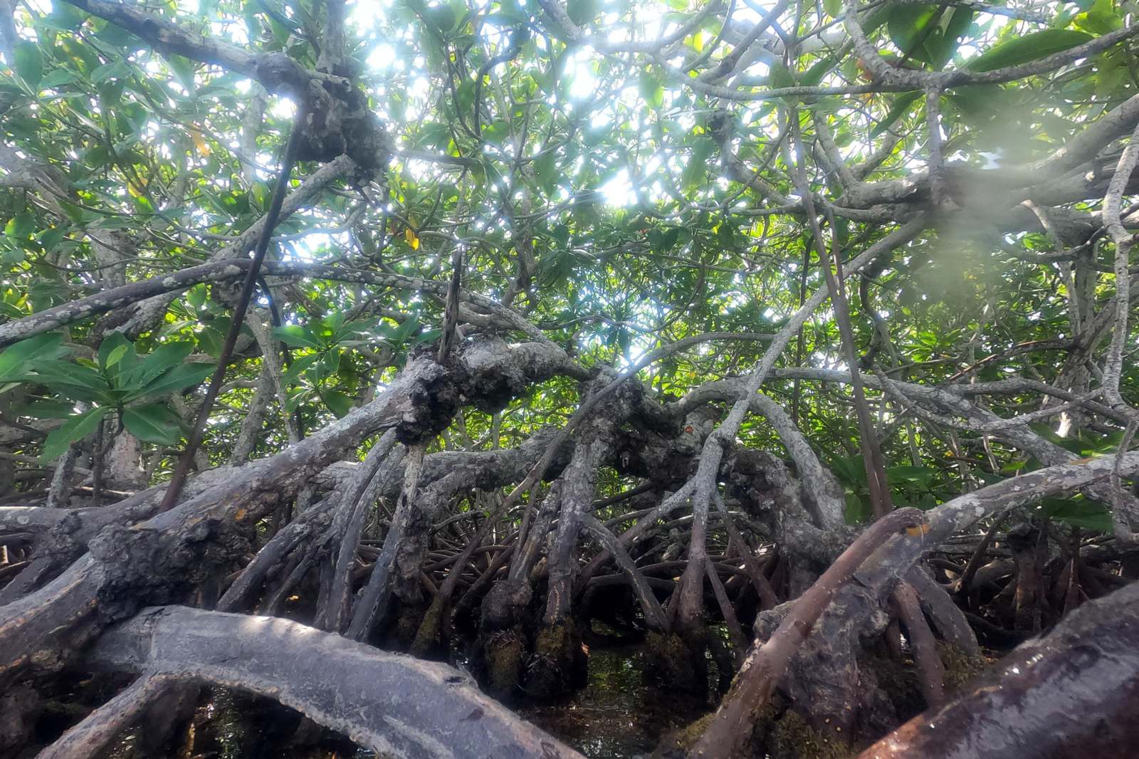a tree roots in a swamp