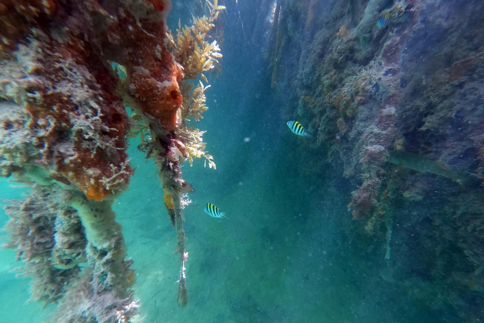 fish swimming under water
