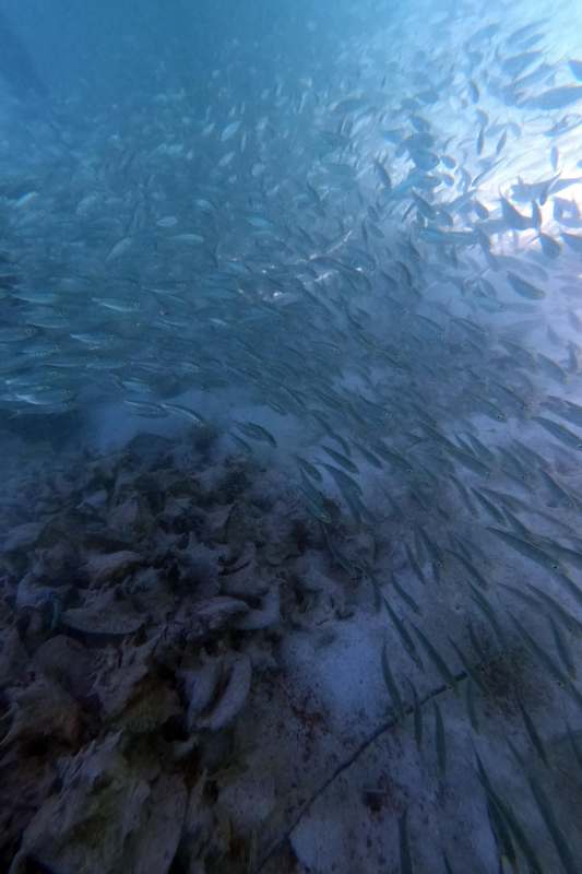 a school of fish swimming in the water