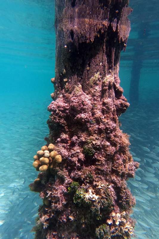 a pole with corals and fish under water