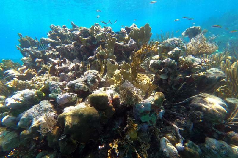a coral reef with fish swimming in the water