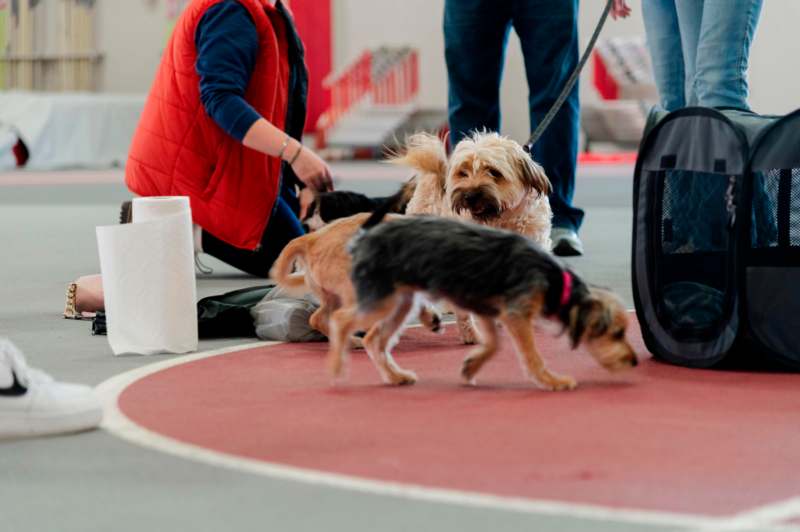 a group of dogs on a track