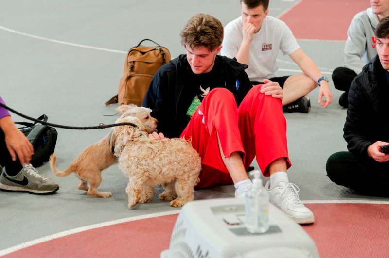 a man sitting on a track with two dogs