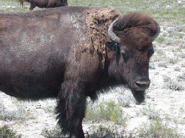 a bison with a dirty face