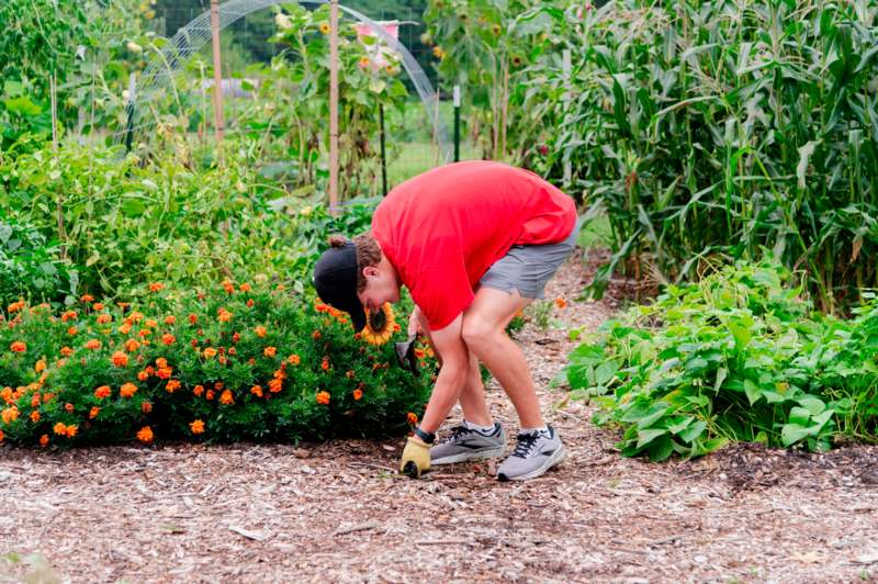 a man in a garden