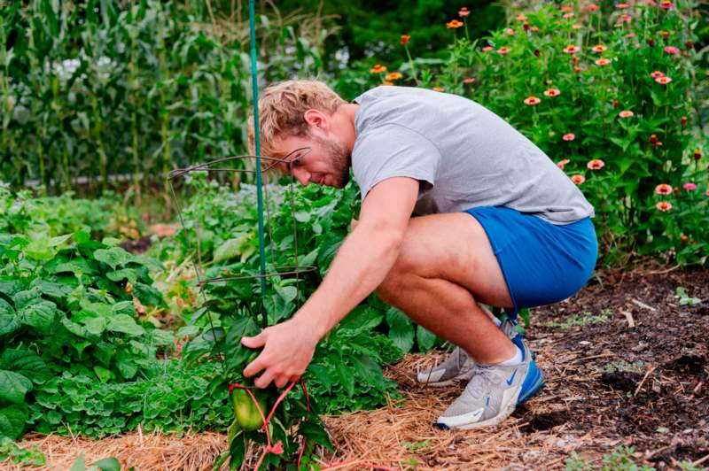 a man picking up a vegetable in a garden