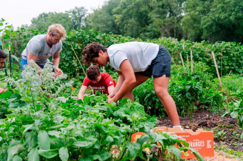 a group of people working in a garden