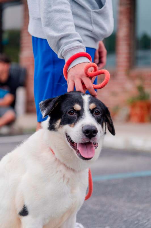 a person holding a dog